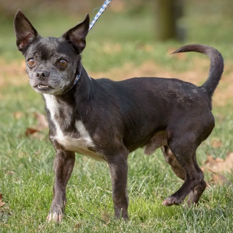 Doodles And Cocoa thumbnail 3