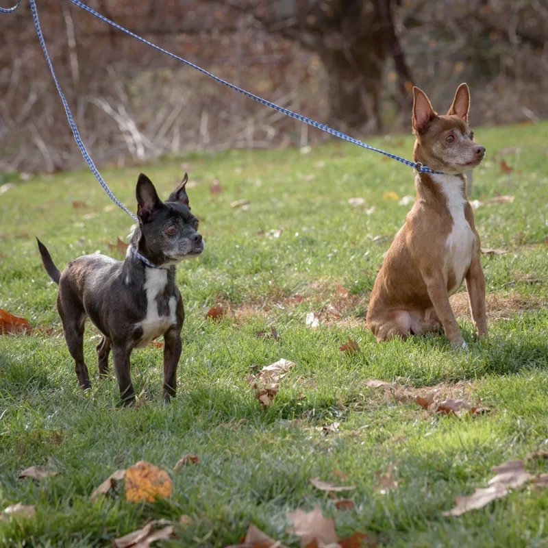 Doodles And Cocoa thumbnail 4