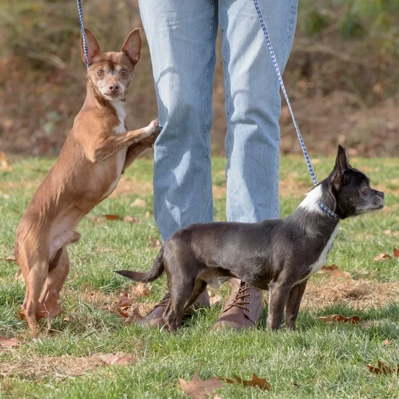 Doodles And Cocoa thumbnail 5