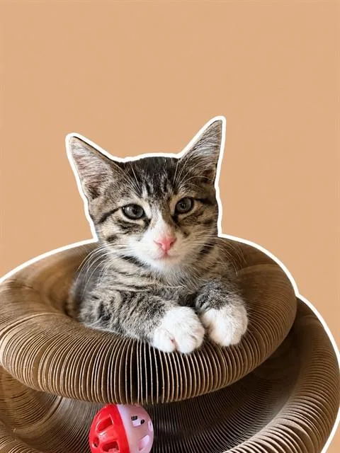 A baby small-sized male Domestic Short Hair cat named David for adoption in Sarasota, FL
