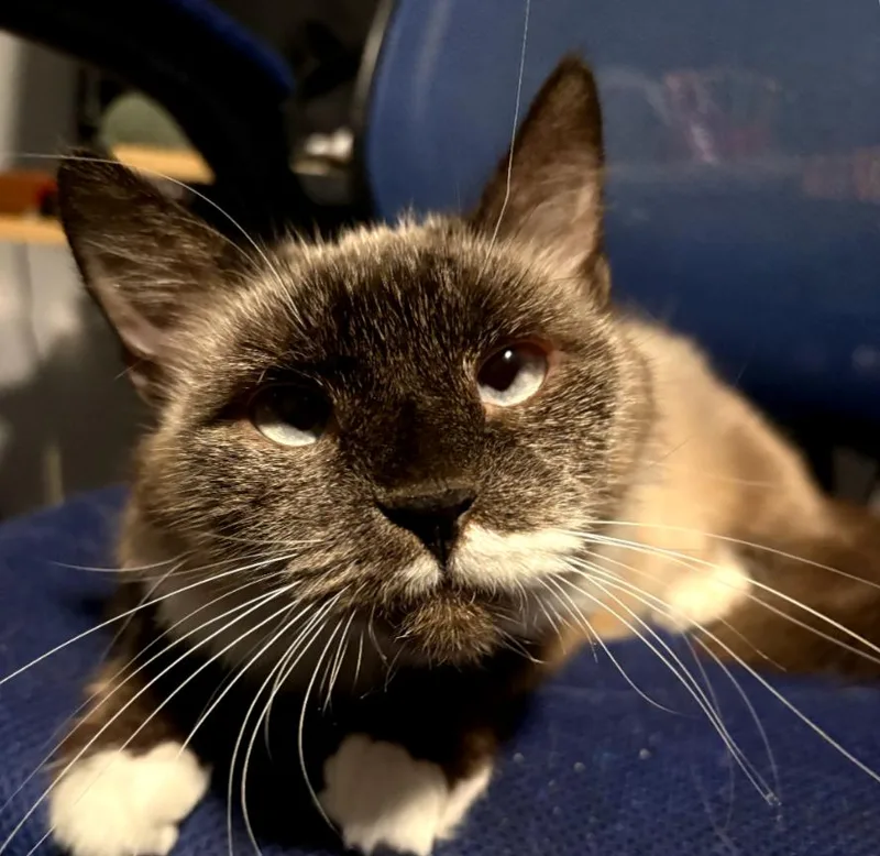 An adult medium-sized female Siamese cat named Kahlua for adoption in Phoenix, AZ