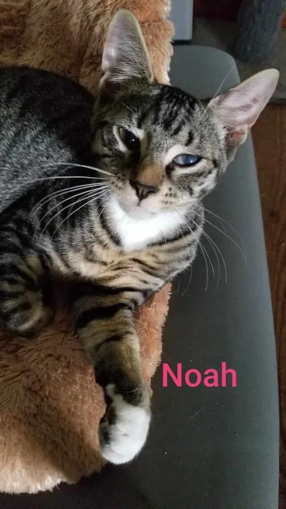 Noah