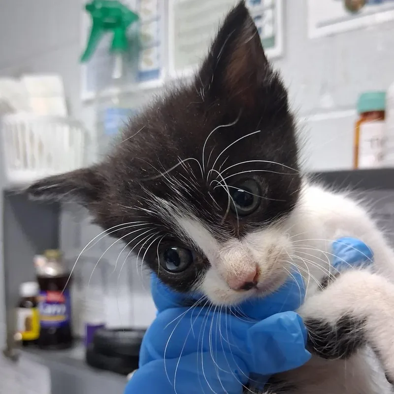A baby small-sized male Black Domestic Short Hair cat named Buffalo @ Azalea Square for adoption in Summerville, SC