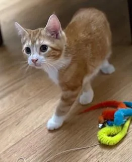 A baby large-sized male Orange & White Domestic Short Hair cat named Stanley for adoption in Lemoyne, PA
