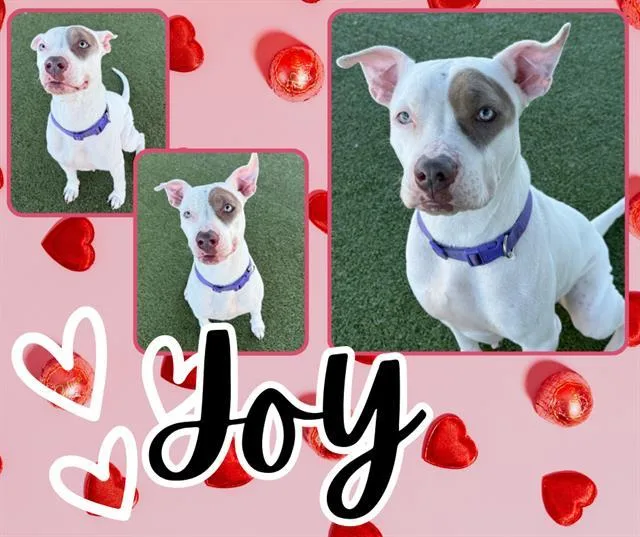 Joy