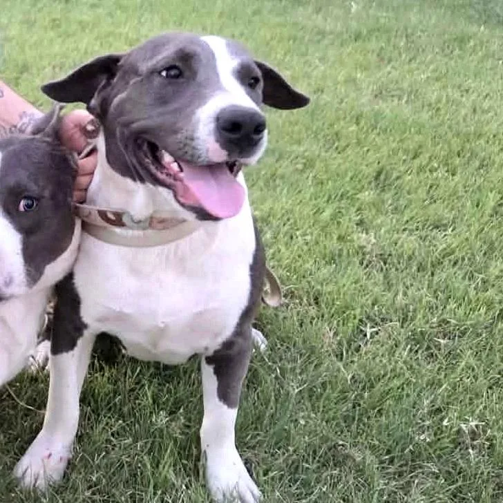 An adult small-sized female Gray / Blue / Silver Pit Bull Terrier dog named Peach Coming Soon for adoption in Dover, NH