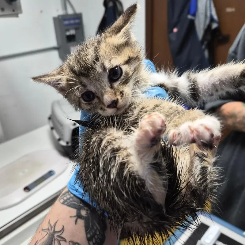 A baby small-sized male Brown / Chocolate Domestic Short Hair cat named Button for adoption in Wahiawa, HI