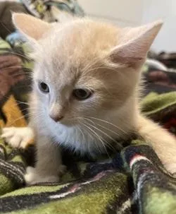 A baby medium-sized male Domestic Short Hair cat named Cheeto Puff for adoption in Raleigh, NC