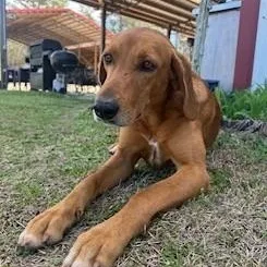 A young medium-sized male Red / Chestnut / Orange Redbone Coonhound dog named Pollo for adoption in Lake Wylie, SC