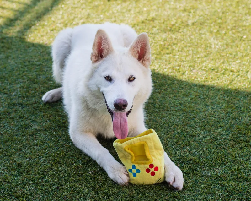 A young medium-sized female White / Cream Siberian Husky dog named Neva for adoption in Mont Belvieu, TX