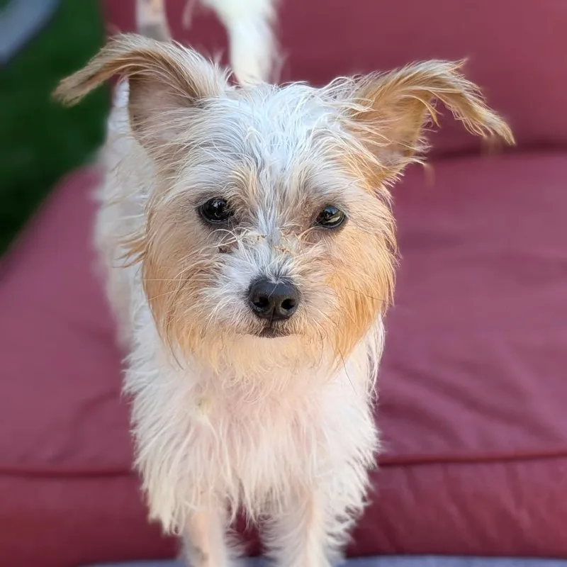 A young small-sized female White / Cream Yorkshire Terrier dog named Matilda for adoption in Hudson, IL