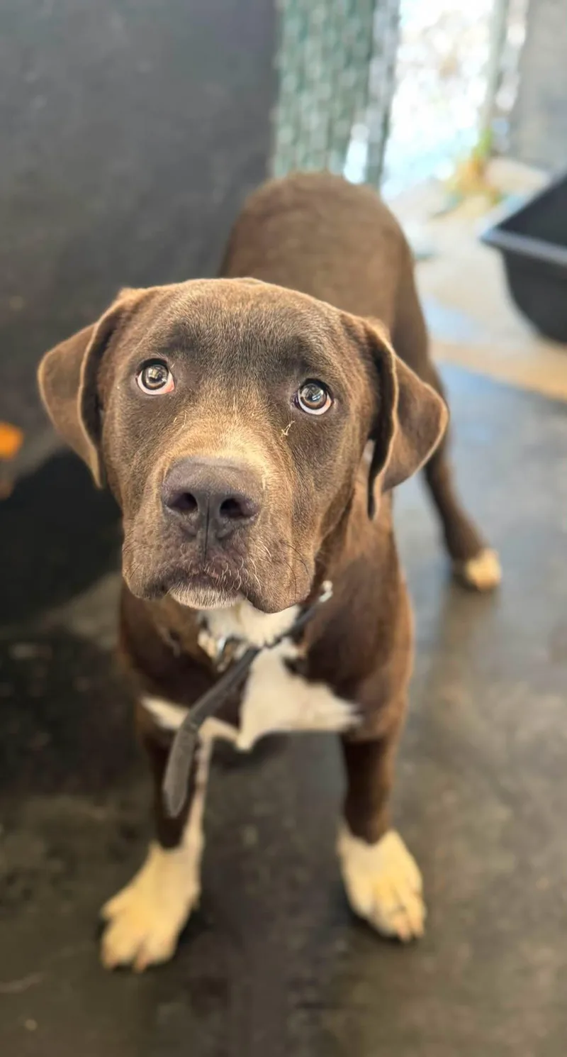 A young medium-sized male Labrador Retriever dog named Sonny for adoption in Rowlett, TX