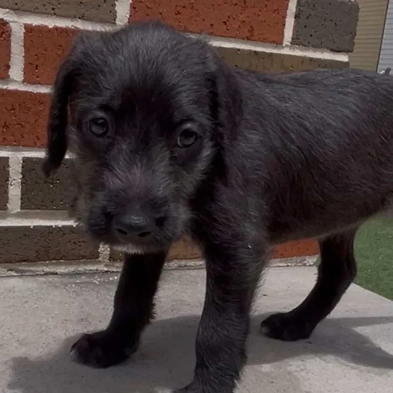 A baby small-sized female Black Labrador Retriever dog named Halo for adoption in Houston, TX