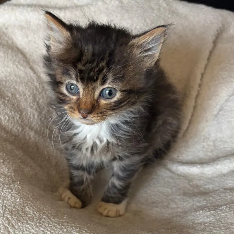 A baby small-sized male Gray / Blue / Silver Domestic Medium Hair cat named Monkey C for adoption in Princeton, MN