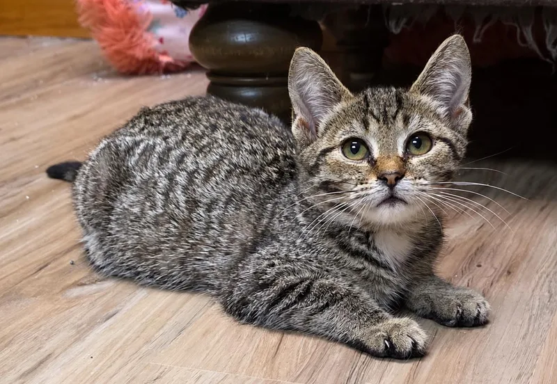 A baby small-sized male Domestic Short Hair cat named Polly for adoption in Faribault, MN