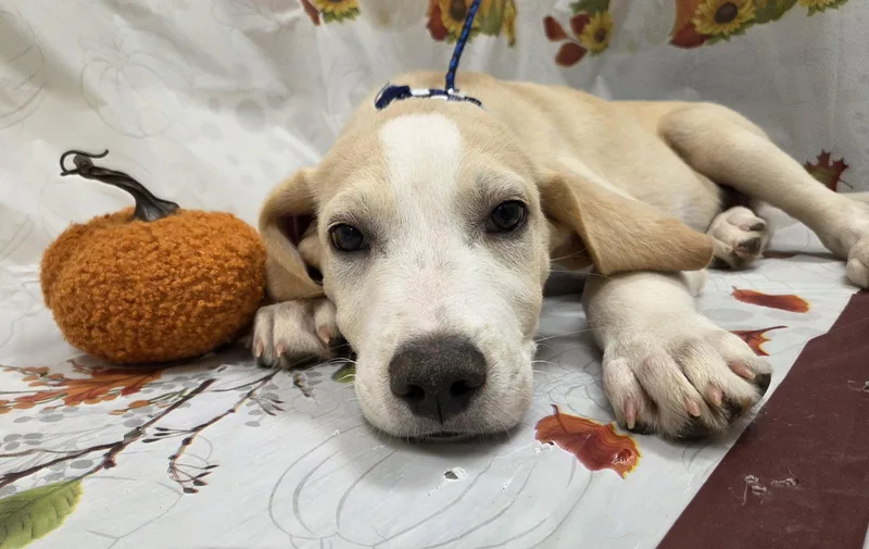 A baby large-sized male Pointer dog named Cuddles for adoption in Attalla, AL