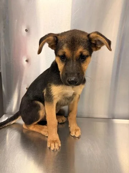 A baby small-sized male German Shepherd Dog dog named Chex for adoption in Fresno, CA
