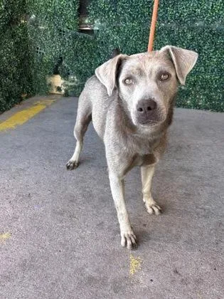 An adult large-sized female Gray / Blue / Silver Pit Bull Terrier dog named Storm for adoption in El Paso, TX