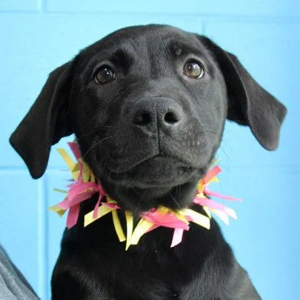 A young medium-sized female Black Mixed Breed dog named York for adoption in Lansing, MI