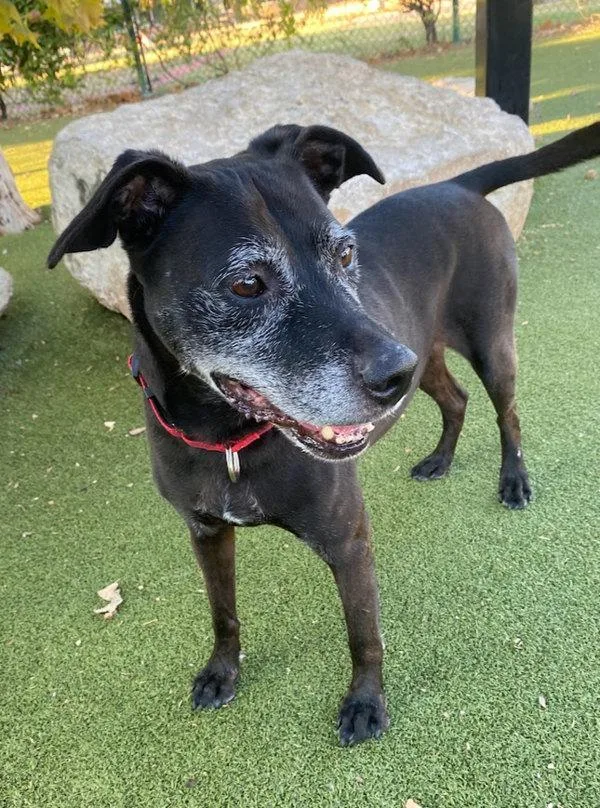 An adult large-sized male Labrador Retriever dog named Comet for adoption in Austin, TX