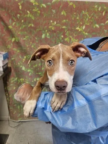 A young small-sized male American Staffordshire Terrier dog named Timon for adoption in San Antonio, TX
