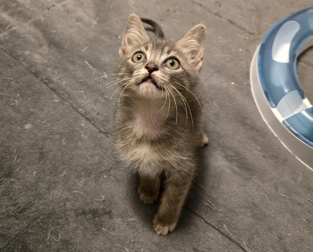 A baby small-sized male Domestic Short Hair cat named Sam for adoption in West Valley City, UT