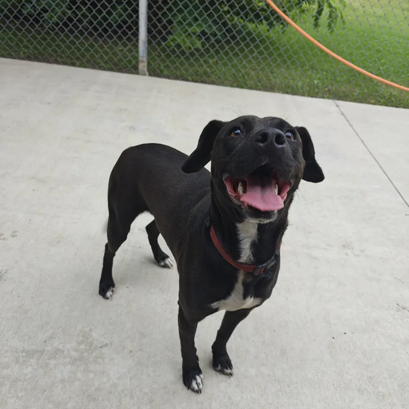 An adult medium-sized female Pit Bull Terrier dog named Bella for adoption in Oconto, WI