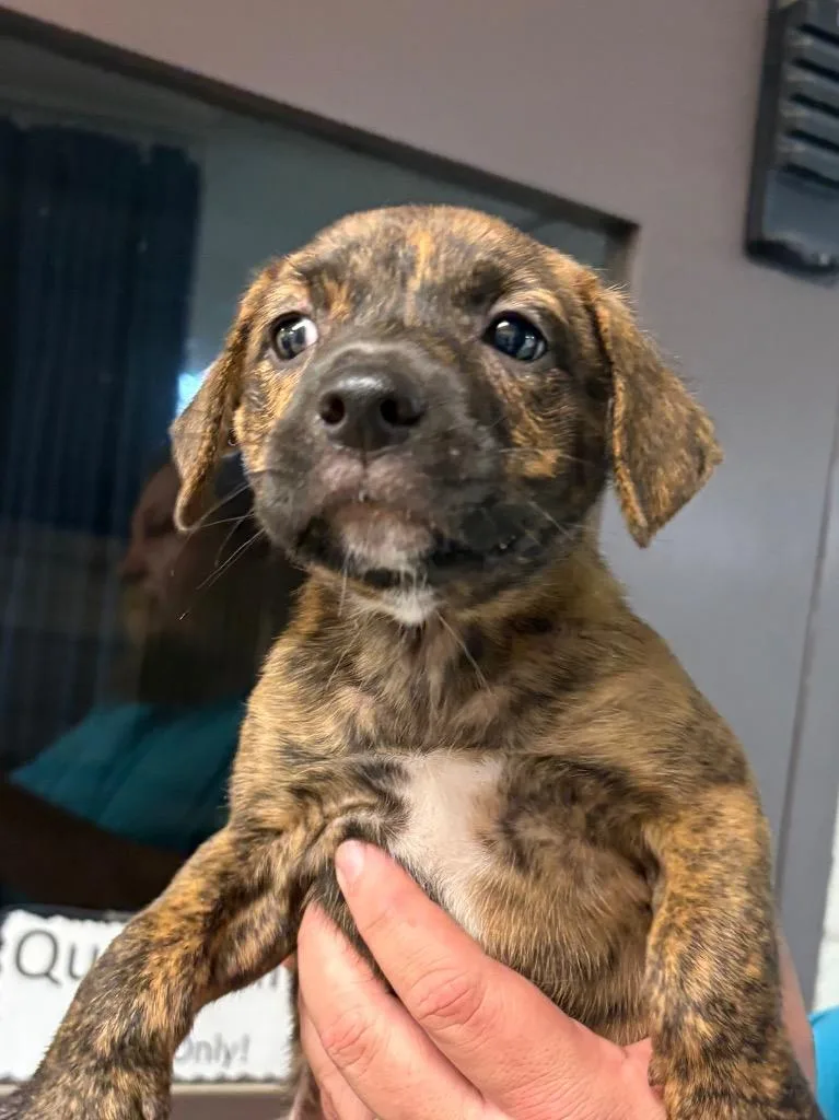 A baby medium-sized female American Bulldog dog named Echidna for adoption in Nacogdoches, TX