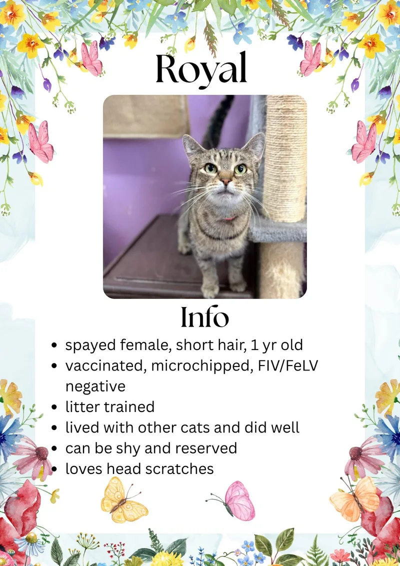 An adult medium-sized female Tabby (Brown / Chocolate) Domestic Short Hair cat named Royal for adoption in Greensburg, IN