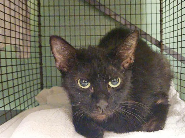 A young small-sized female Domestic Short Hair cat named Candy for adoption in Tustin, CA