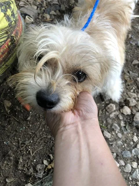 A young small-sized female Mixed Breed dog named Lola for adoption in Dallas, TX