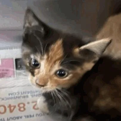 A baby small-sized female Calico Domestic Short Hair cat named Couture for adoption in New York, NY