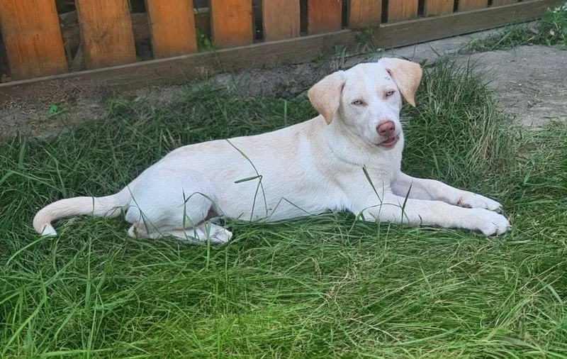 A baby medium-sized male White / Cream Husky dog named Reece for adoption in Toledo, OH