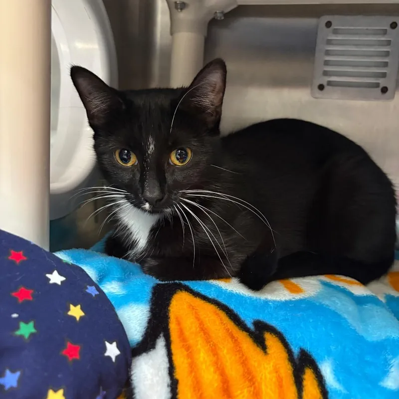 An adult medium-sized female Black Domestic Short Hair cat named Felicity for adoption in Mentor, OH