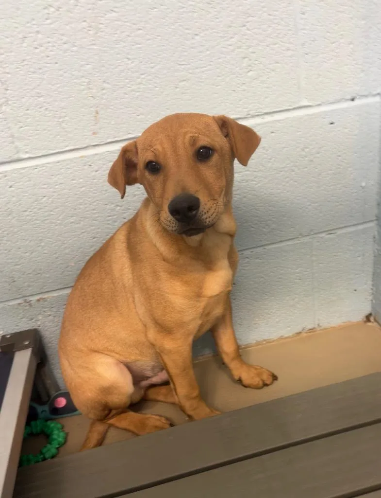 Pineapple thumbnail 2