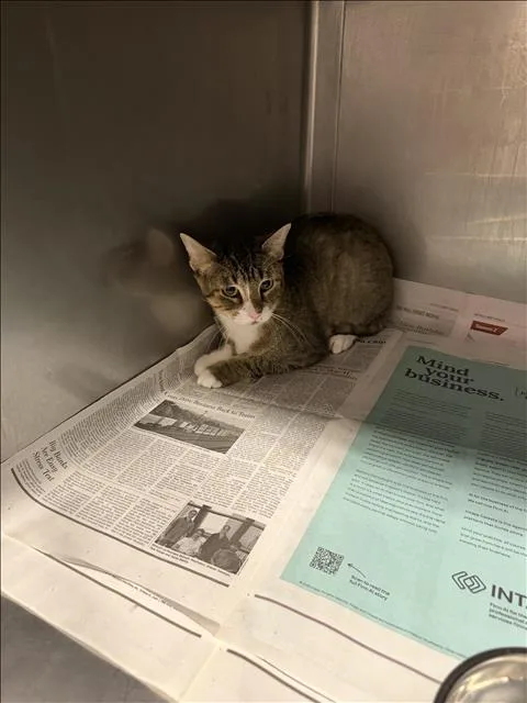 A young medium-sized male Domestic Short Hair cat named Rome for adoption in Chatsworth, CA