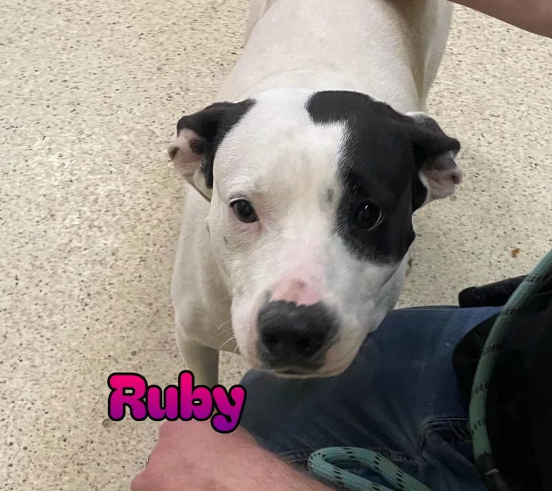 Ruby thumbnail 6