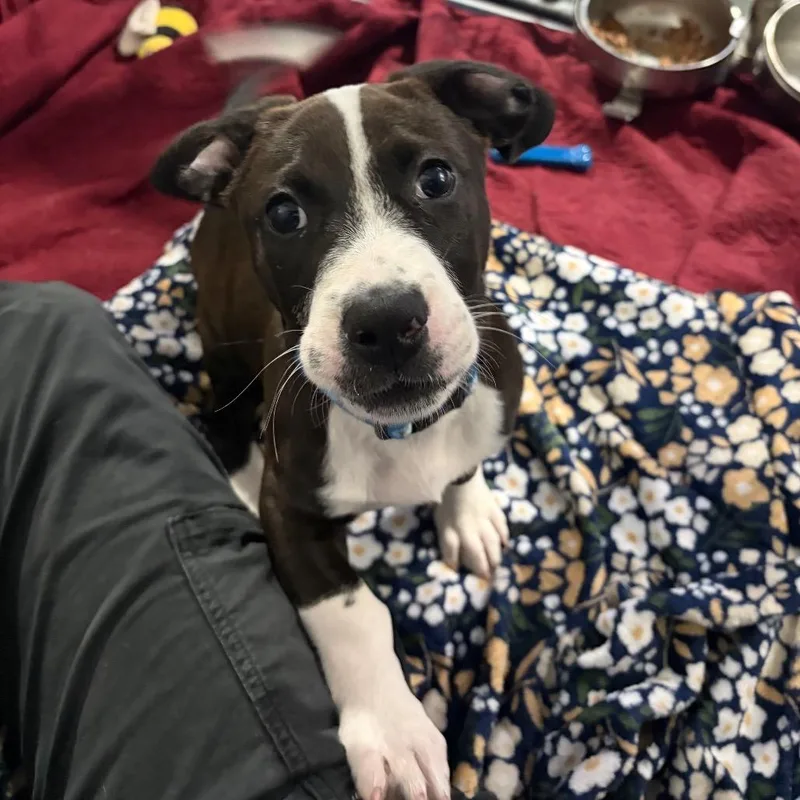 A baby small-sized male Pit Bull Terrier dog named Badger for adoption in Binghamton, NY