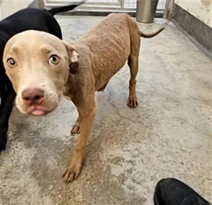A young medium-sized female Pit Bull Terrier dog named Waffles for adoption in Los Angeles, CA