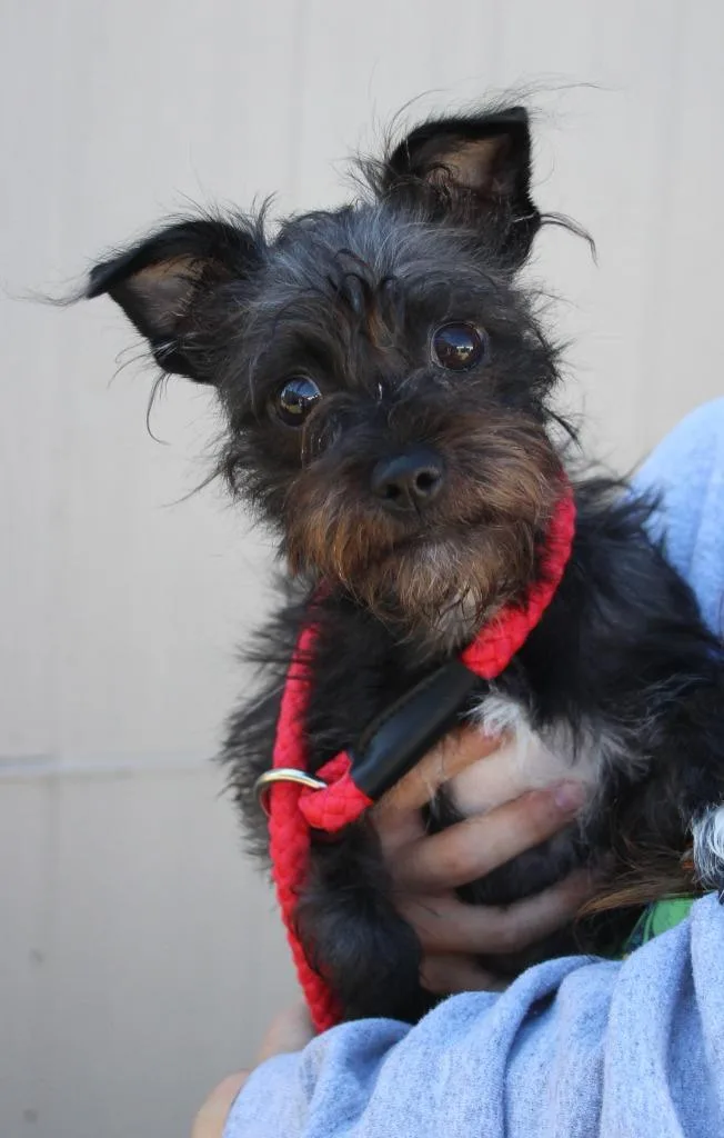A young small-sized female Terrier dog named Jersey for adoption in Vacaville, CA