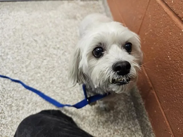 Benji