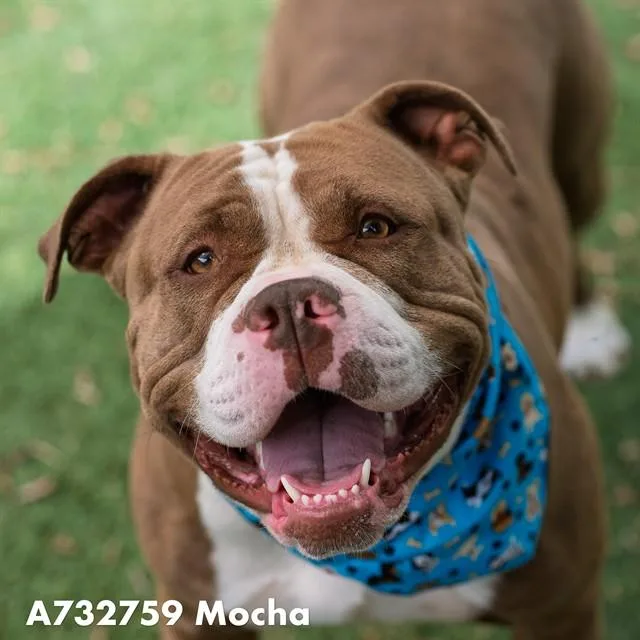 A young medium-sized female Pit Bull Terrier dog named Mocha for adoption in Sacramento, CA