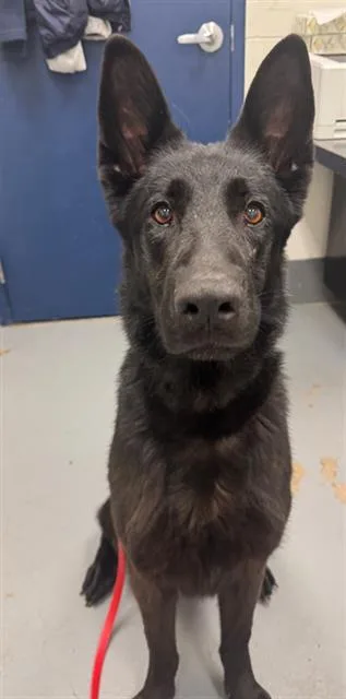 An adult medium-sized female German Shepherd Dog dog named Saddie Mae for adoption in Peoria, IL