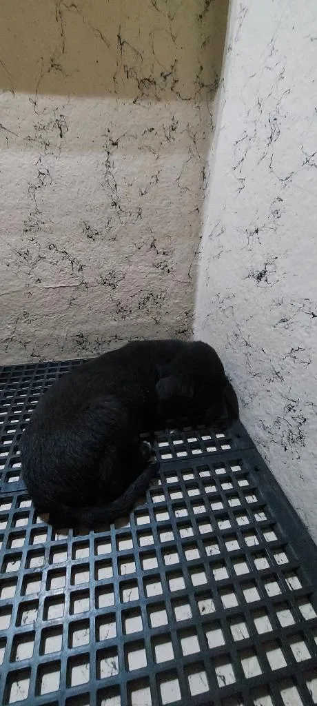 A baby medium-sized male Mixed Breed dog named Tom for adoption in Cartersville, GA
