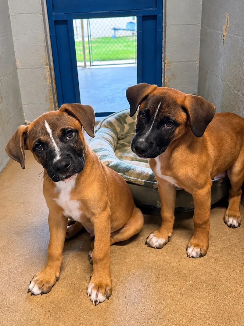 A baby medium-sized male Boxer dog named Romulus for adoption in Blue Springs, MO