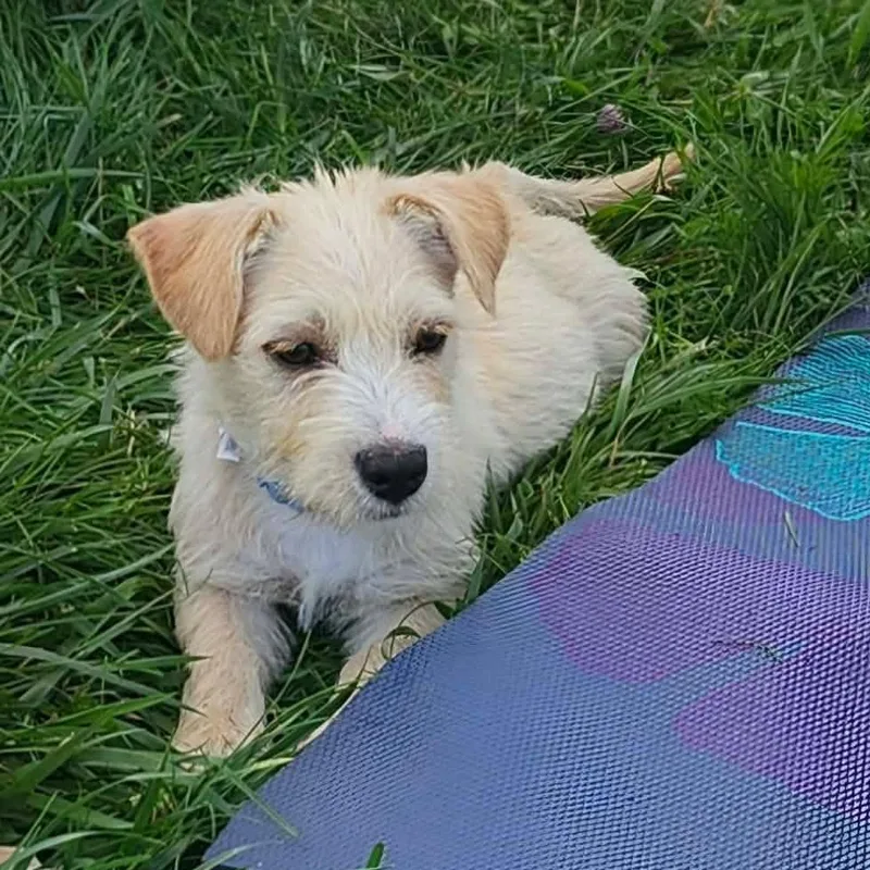 Benji