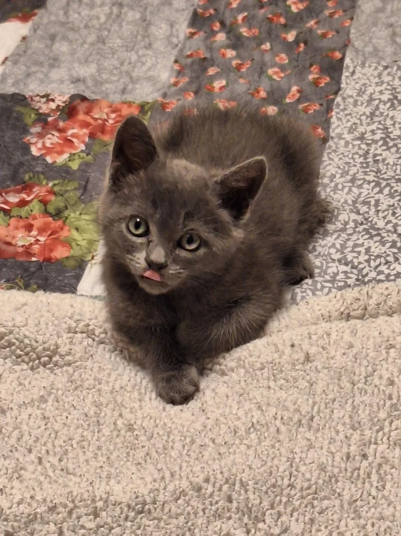 A baby medium-sized female Russian Blue cat named Bella for adoption in Herndon, VA