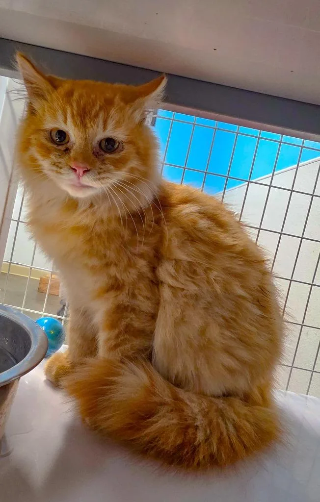 A baby small-sized male Munchkin cat named Mr. Meowzers for adoption in Gold Beach, OR
