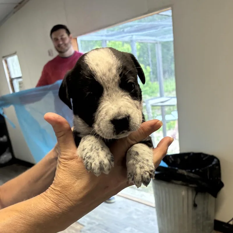 A baby small-sized male White / Cream Labrador Retriever dog named Speckled Trout for adoption in Hattiesburg, MS
