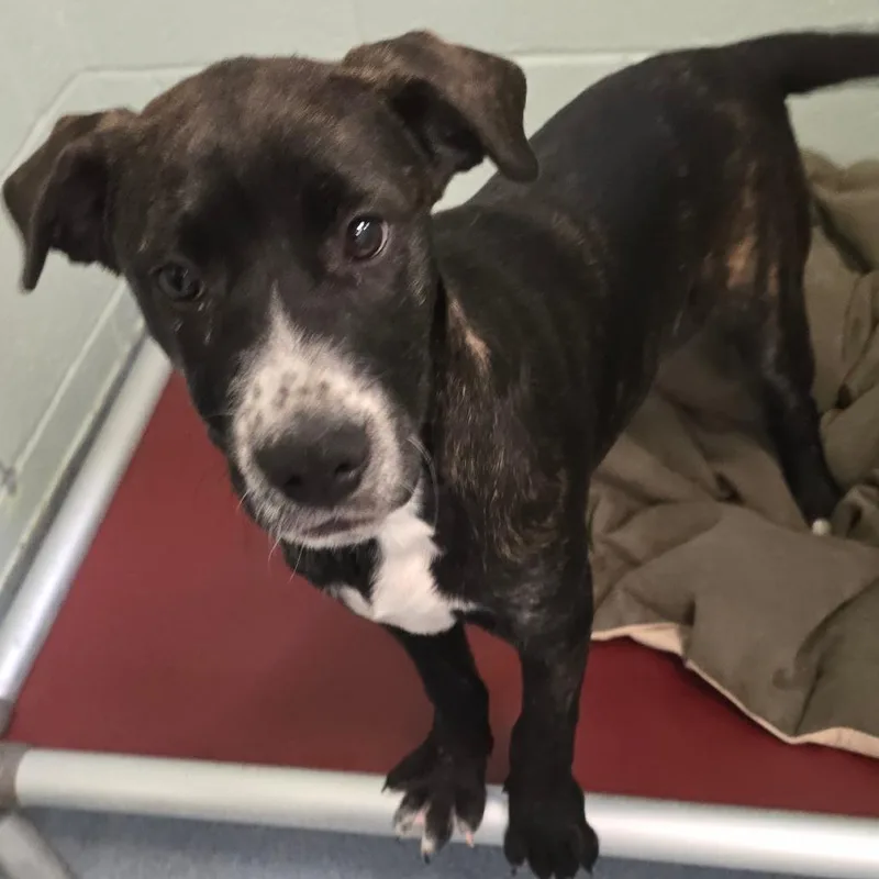 A baby medium-sized female Black Mixed Breed dog named Betsey for adoption in East Hanover, NJ